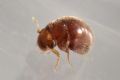 Loricaster testaceus